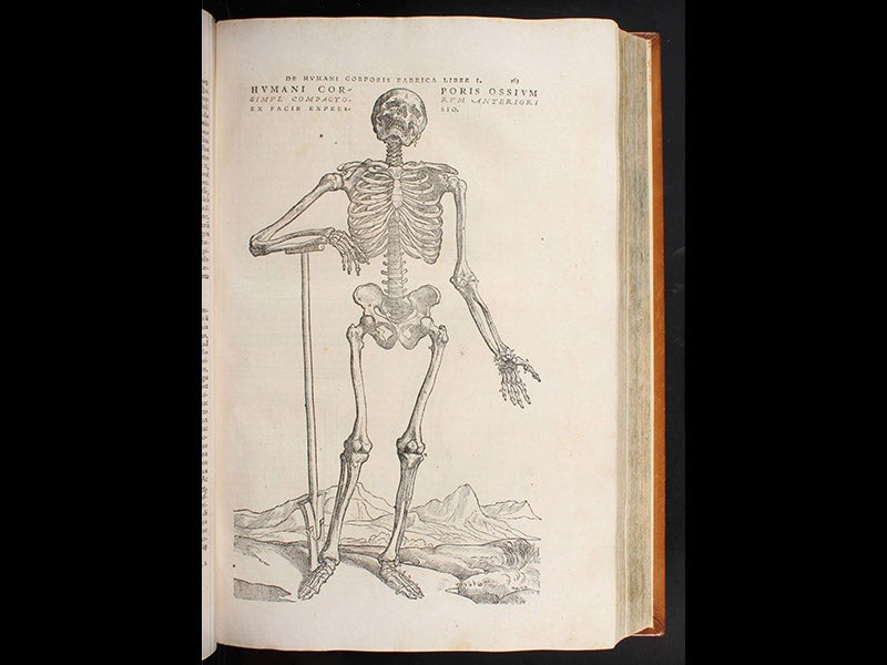 Animate Skeletons and Living Death: The Art of Vesalius's Anatomical  Science - S Y N A P S I S